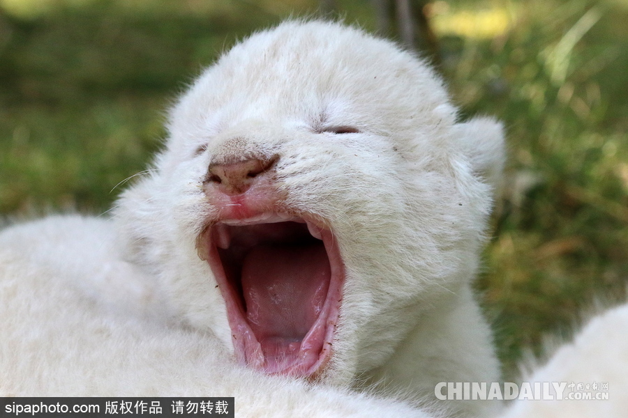 俄羅斯動物園里的白獅寶寶 張嘴“怒吼”奶氣十足