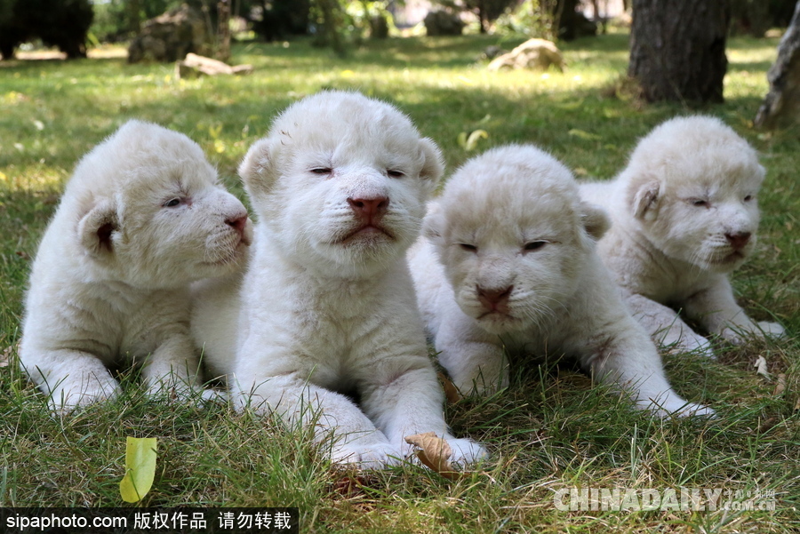 俄羅斯動物園里的白獅寶寶 張嘴“怒吼”奶氣十足