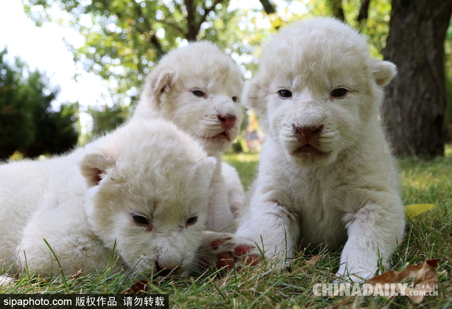 俄羅斯動物園里的白獅寶寶 張嘴“怒吼”奶氣十足