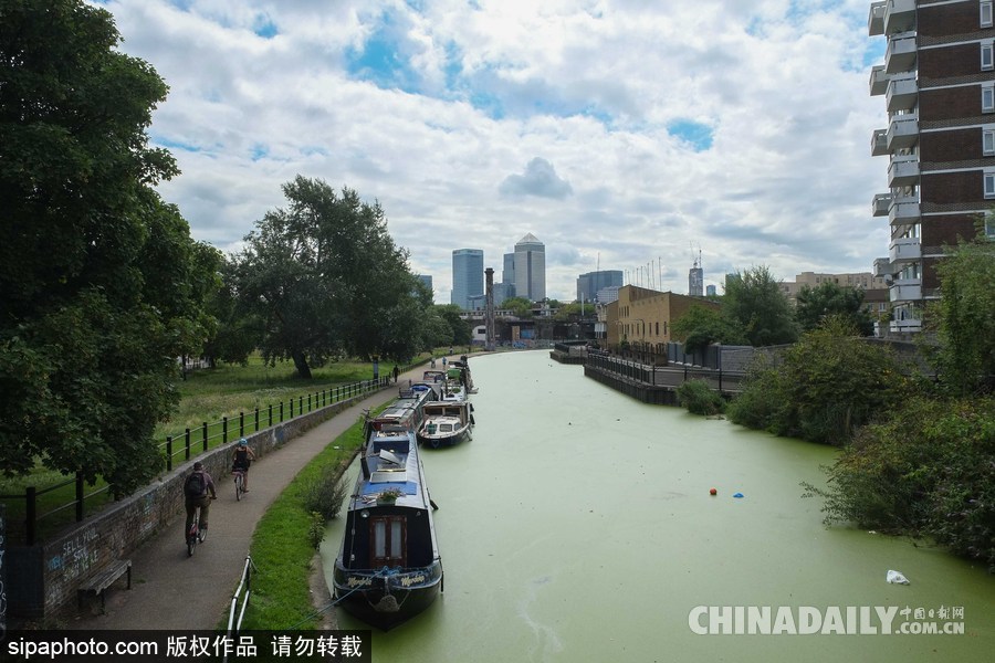 倫敦最古老運河 覆蓋厚厚綠藻觸目驚心