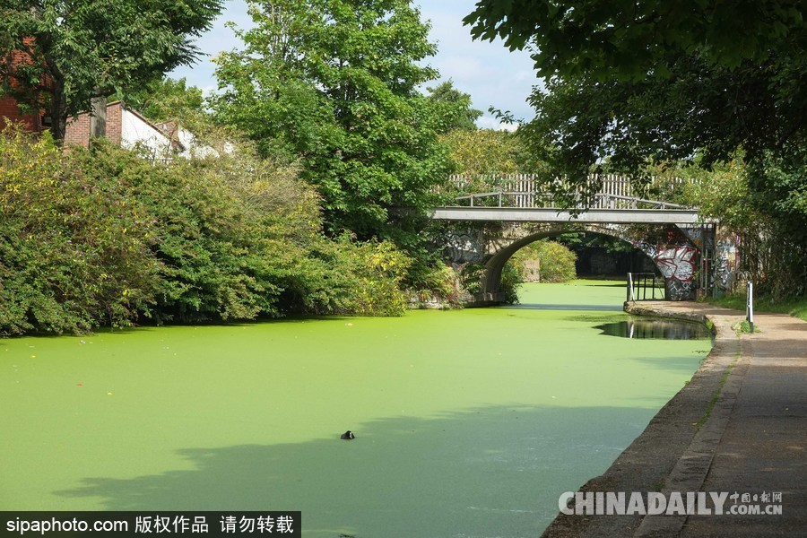 倫敦最古老運(yùn)河 覆蓋厚厚綠藻觸目驚心