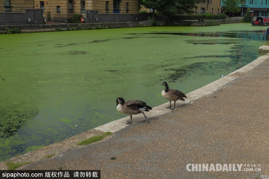 倫敦最古老運河 覆蓋厚厚綠藻觸目驚心