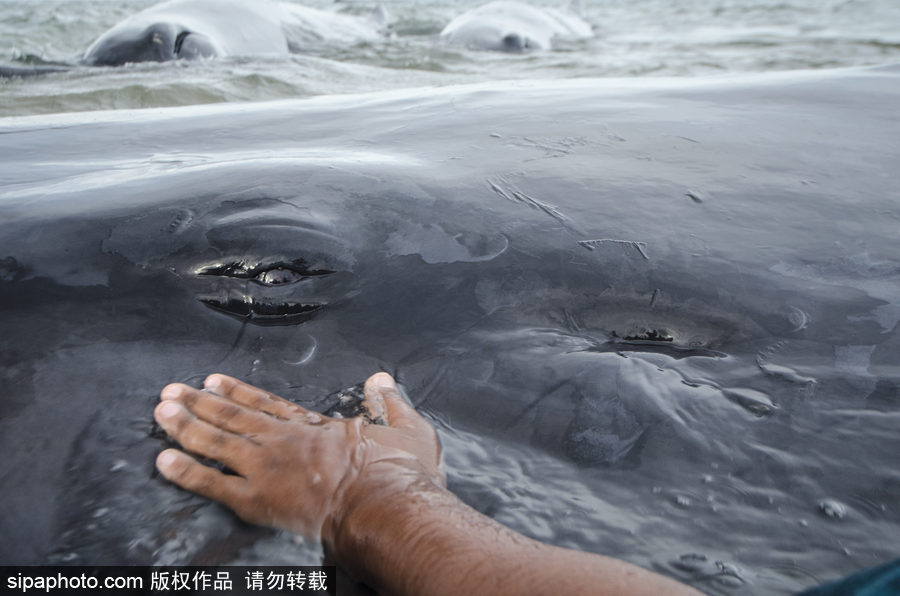 9條鯨魚集體擱淺印尼海灘 民眾合力送回海中