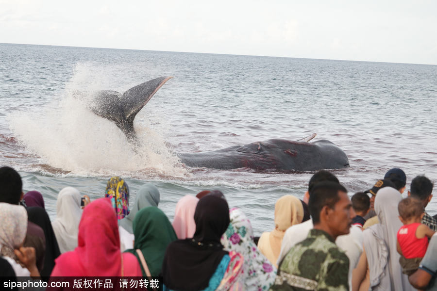 9條鯨魚(yú)集體擱淺印尼海灘 民眾合力送回海中