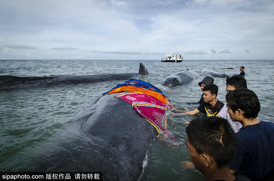 9條鯨魚(yú)集體擱淺印尼海灘 民眾合力送回海中