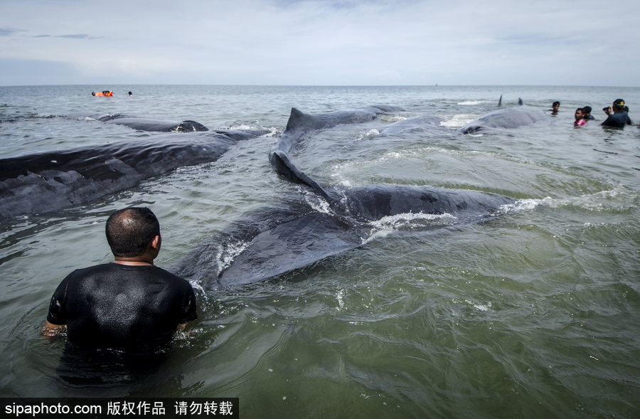 9條鯨魚集體擱淺印尼海灘 民眾合力送回海中