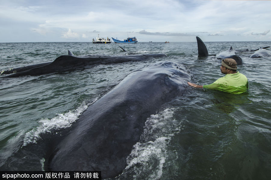 9條鯨魚集體擱淺印尼海灘 民眾合力送回海中