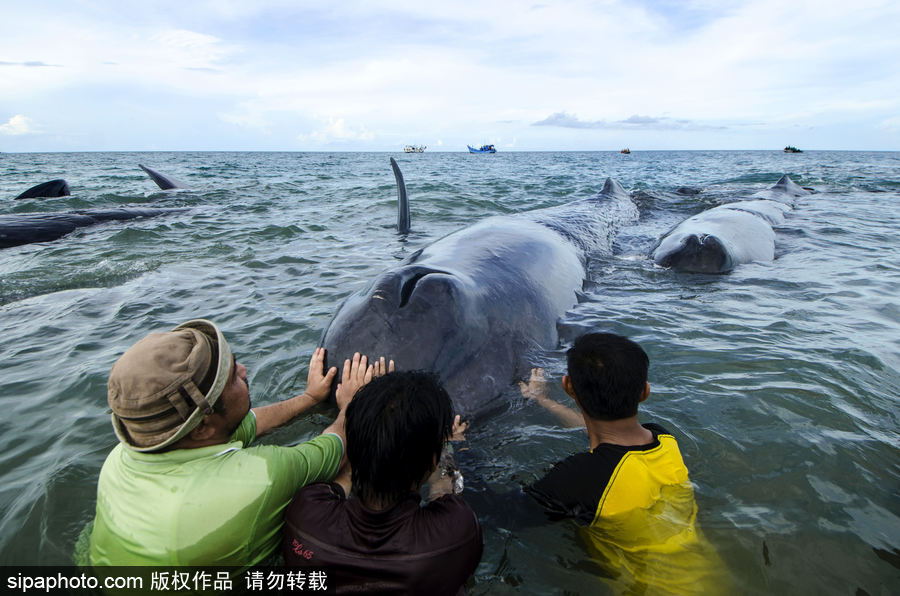 9條鯨魚集體擱淺印尼海灘 民眾合力送回海中