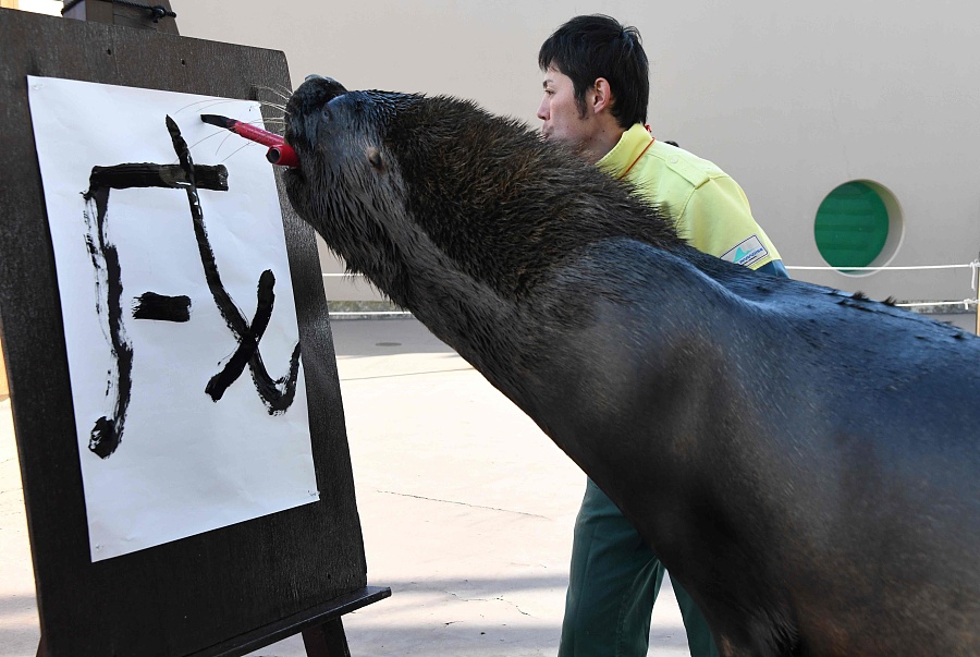 簡直成精了！日本海獅嘴咬毛筆寫“戌”字迎接狗年