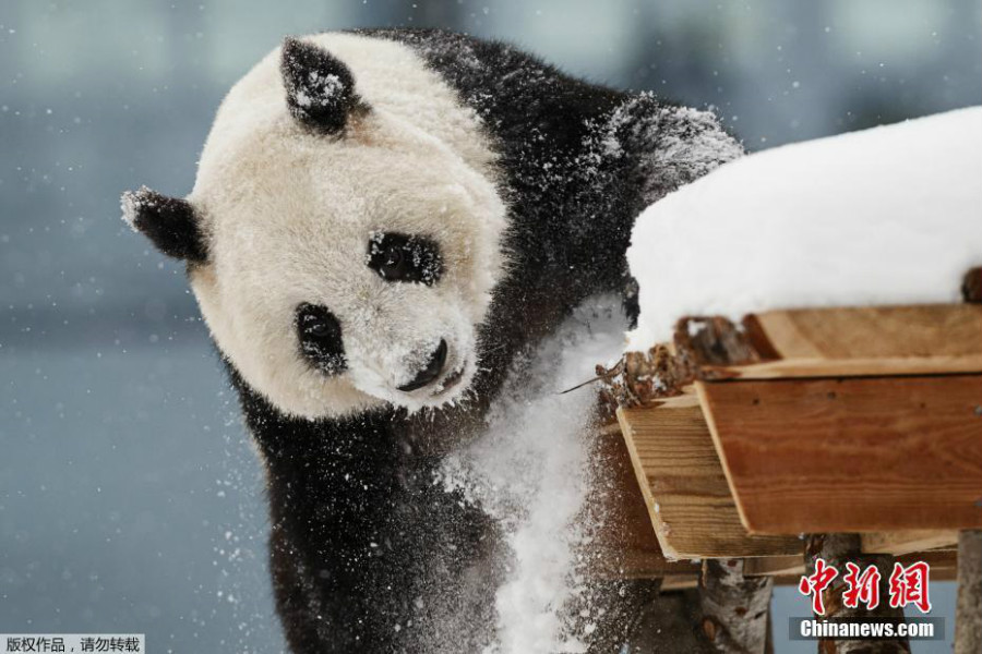 赴芬蘭大熊貓異國過年 雪中玩耍倒掛金鉤