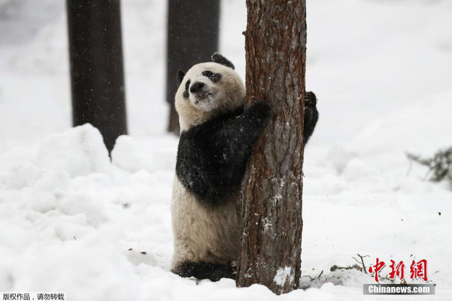 赴芬蘭大熊貓異國過年 雪中玩耍倒掛金鉤