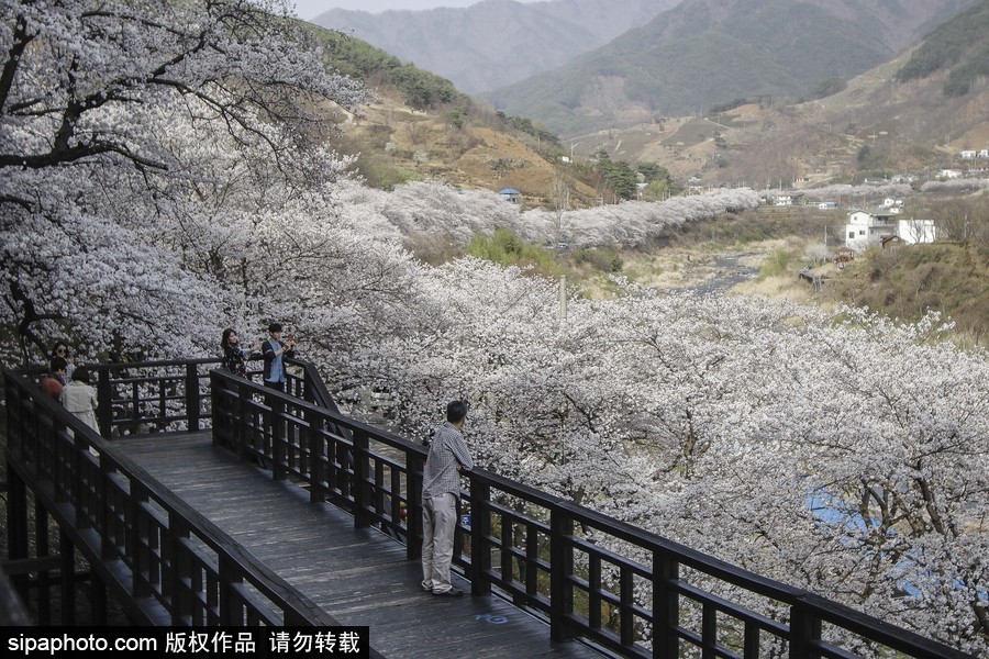 河?xùn)|十里櫻花路！韓國河?xùn)|郡櫻花盛放春意醉人