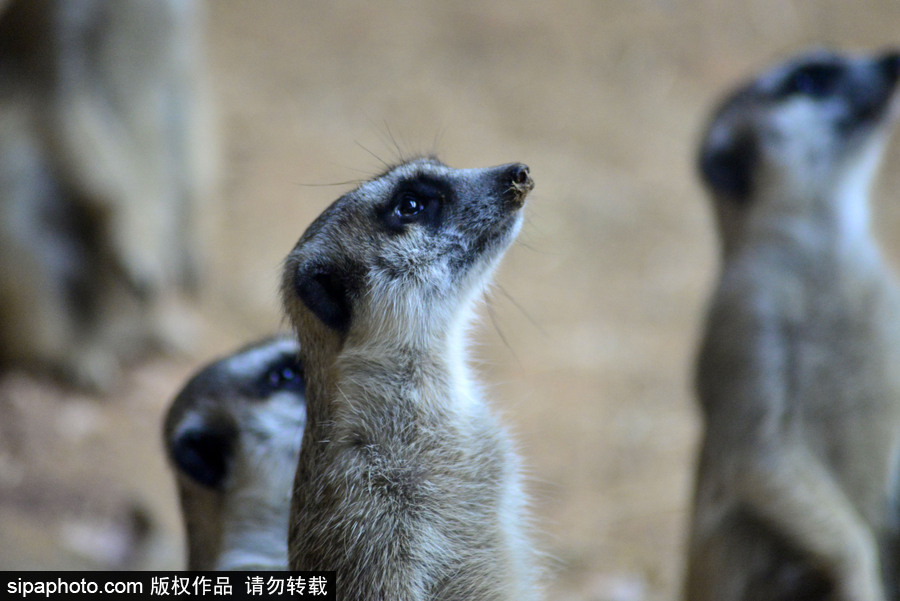 巴西圣保羅水族館內(nèi)的沼貍 呆頭呆腦似好奇寶寶