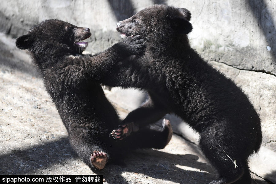 熊孩子的日常“掐架” 俄羅斯動物園里的亞洲黑熊幼崽