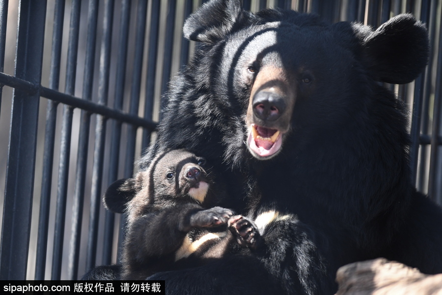 熊孩子的日常“掐架” 俄羅斯動物園里的亞洲黑熊幼崽