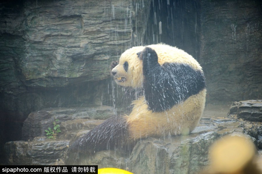 京城昨日創(chuàng)入夏最高氣溫 大熊貓淋浴降溫