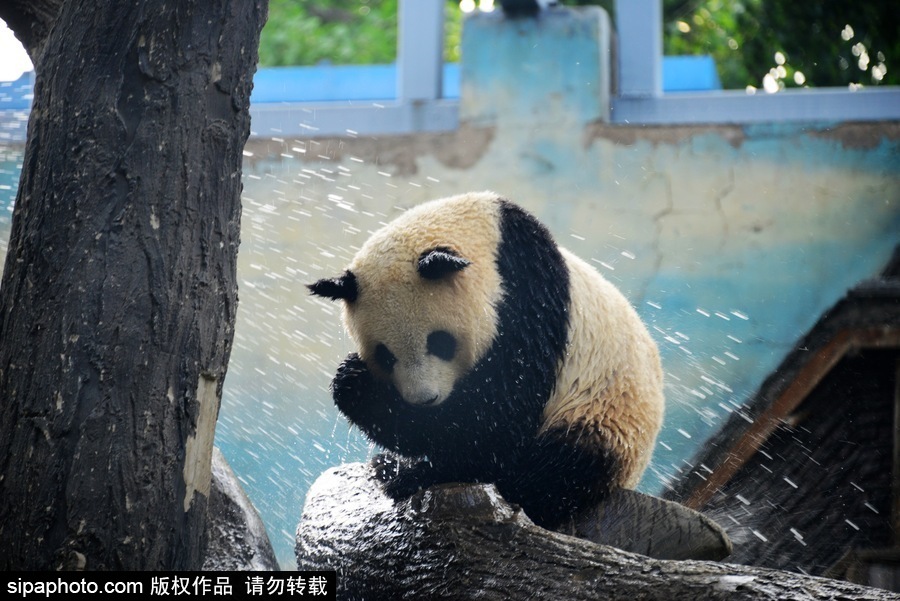 京城昨日創(chuàng)入夏最高氣溫 大熊貓淋浴降溫