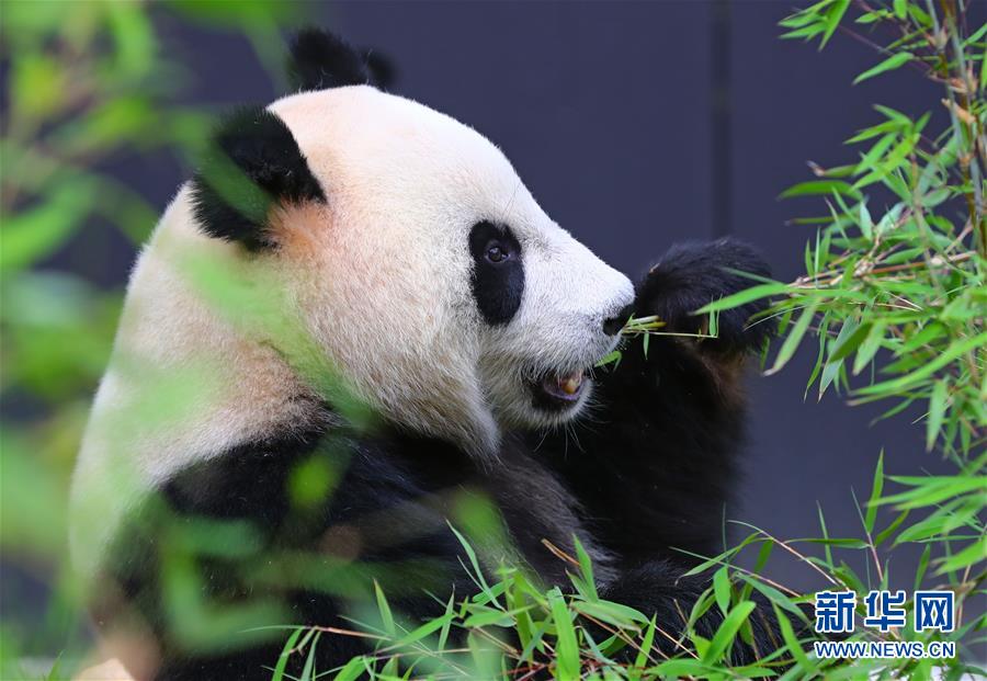 萌翻了！長江沿線的珍稀動物你知道幾個？