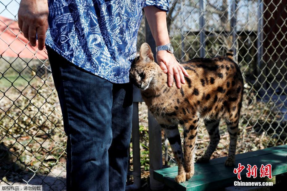 颶風“邁克爾”摧毀美國動物保護中心 “大貓”們險出逃