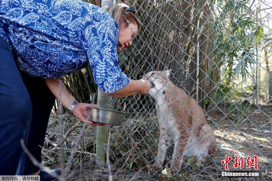 颶風(fēng)“邁克爾”摧毀美國動物保護(hù)中心 “大貓”們險出逃