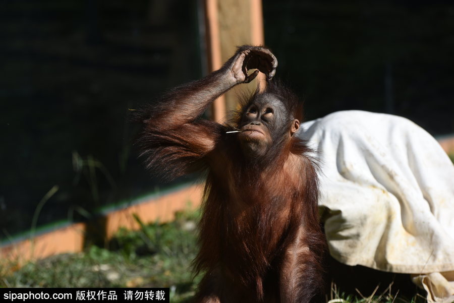 西班牙：馬德里動物園為萬圣節(jié)做準備 婆羅洲猩猩寶寶享用南瓜早餐調(diào)皮可愛