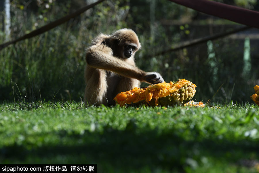 西班牙：馬德里動(dòng)物園為萬(wàn)圣節(jié)做準(zhǔn)備 婆羅洲猩猩寶寶享用南瓜早餐調(diào)皮可愛(ài)