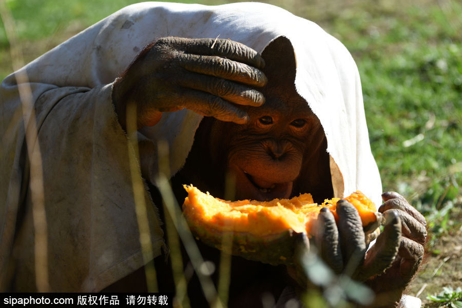 西班牙：馬德里動(dòng)物園為萬圣節(jié)做準(zhǔn)備 婆羅洲猩猩寶寶享用南瓜早餐調(diào)皮可愛